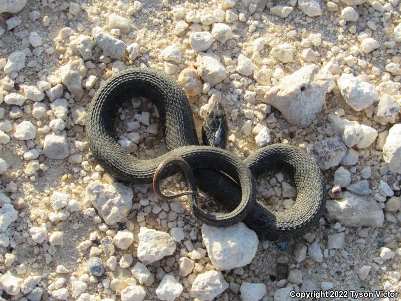 Blotched Watersnake (Nerodia erythrogaster transversa)