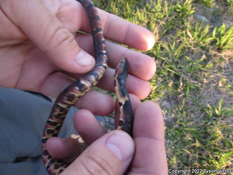 Broad-banded Watersnake (Nerodia fasciata confluens)