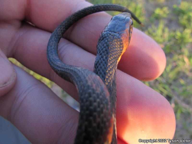 Broad-banded Watersnake (Nerodia fasciata confluens)