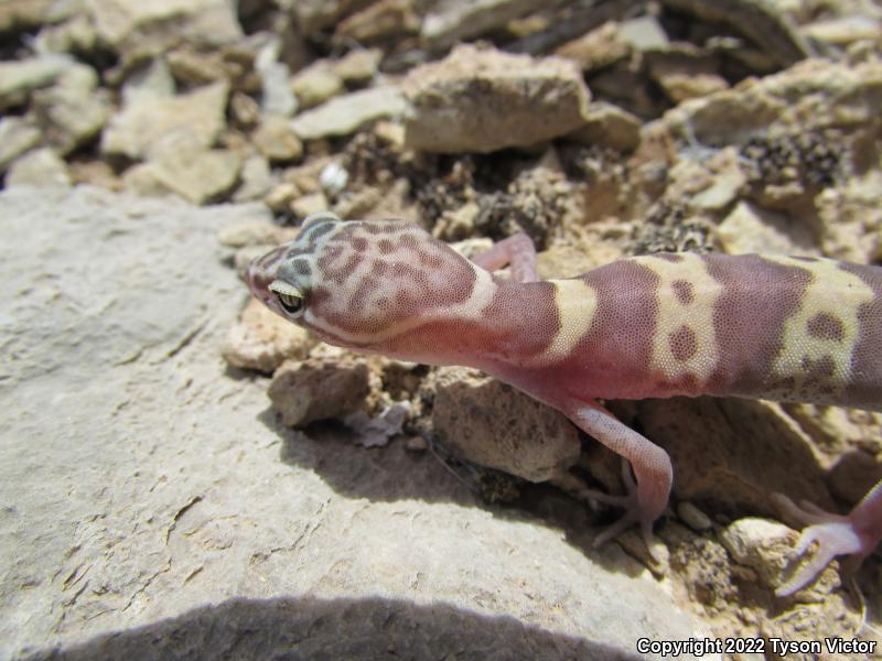 Utah Banded Gecko (Coleonyx variegatus utahensis)