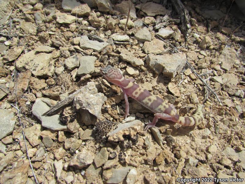 Utah Banded Gecko (Coleonyx variegatus utahensis)