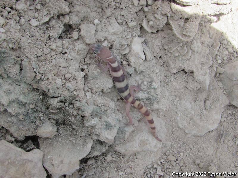 Utah Banded Gecko (Coleonyx variegatus utahensis)