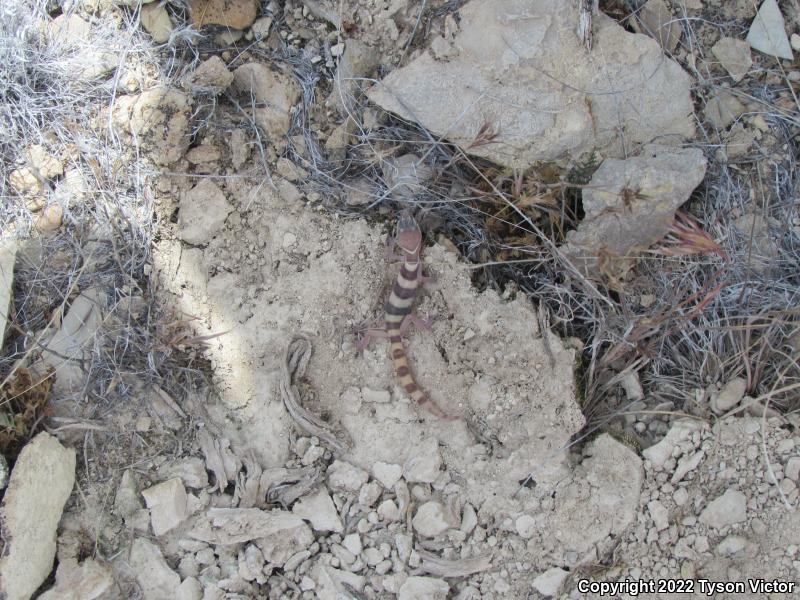 Utah Banded Gecko (Coleonyx variegatus utahensis)