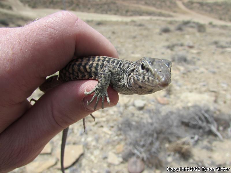 Northern Whiptail (Aspidoscelis tigris septentrionalis)