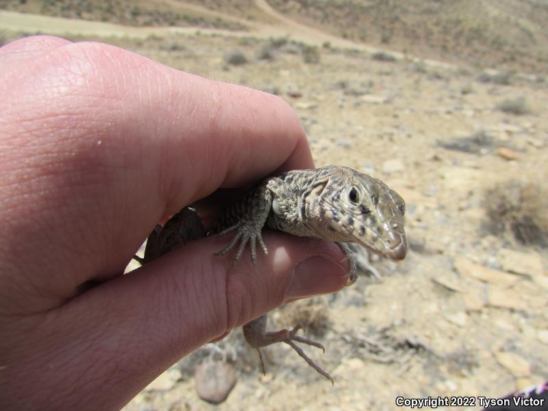 Northern Whiptail (Aspidoscelis tigris septentrionalis)