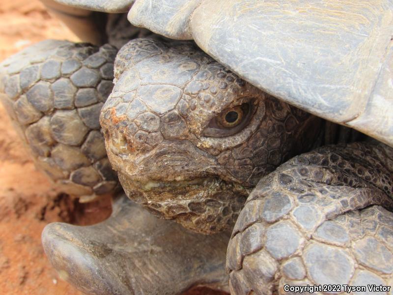 Desert Tortoise (Gopherus agassizii)