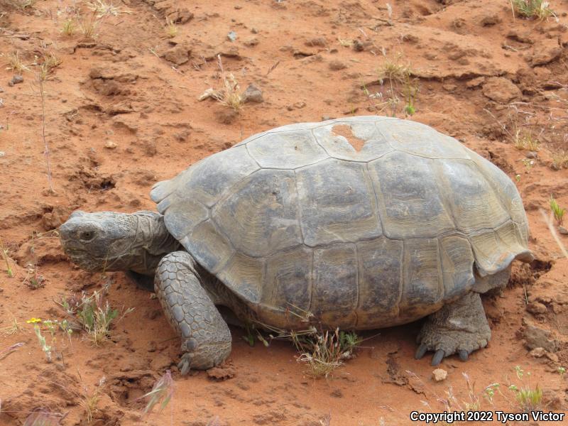 Desert Tortoise (Gopherus agassizii)