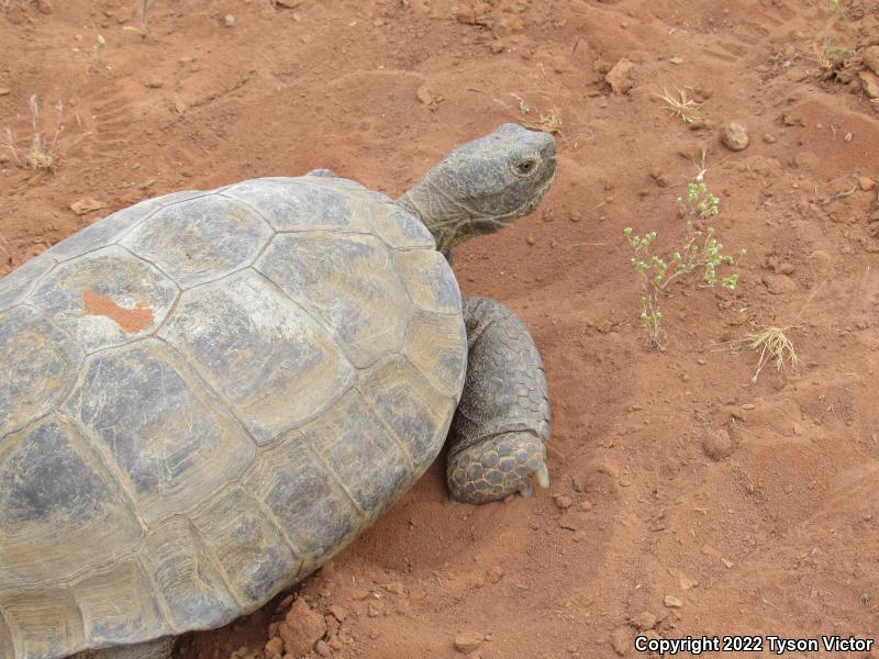 Desert Tortoise (Gopherus agassizii)