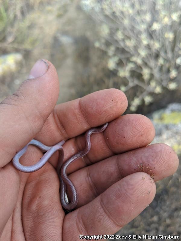 SouthWestern Threadsnake (Leptotyphlops humilis humilis)