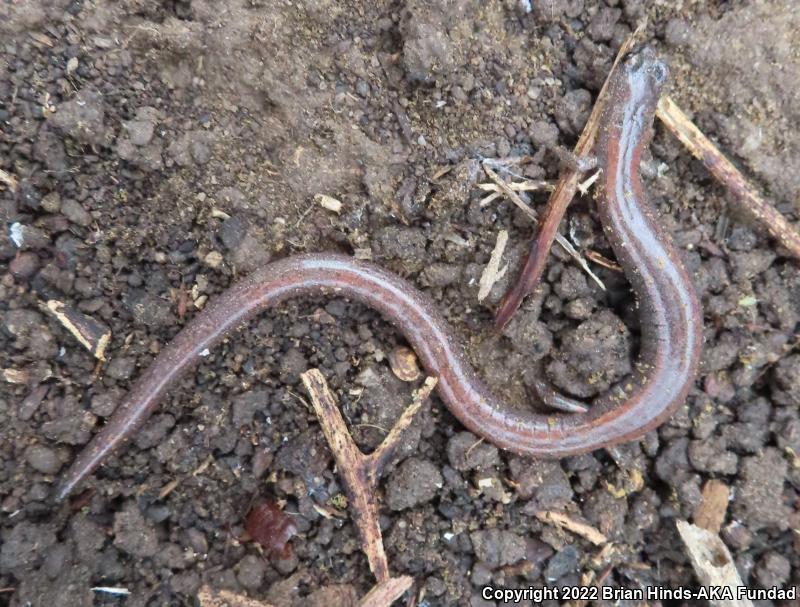 Garden Slender Salamander (Batrachoseps major)