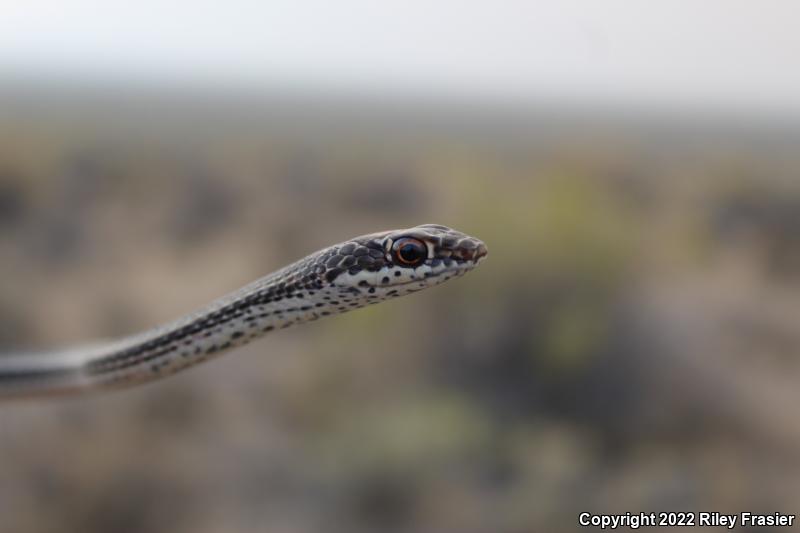 Desert Striped Whipsnake (Coluber taeniatus taeniatus)