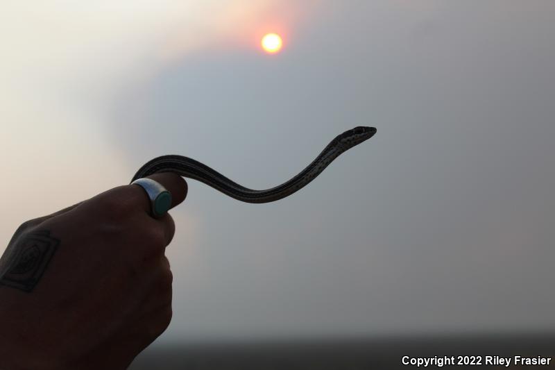 Desert Striped Whipsnake (Coluber taeniatus taeniatus)