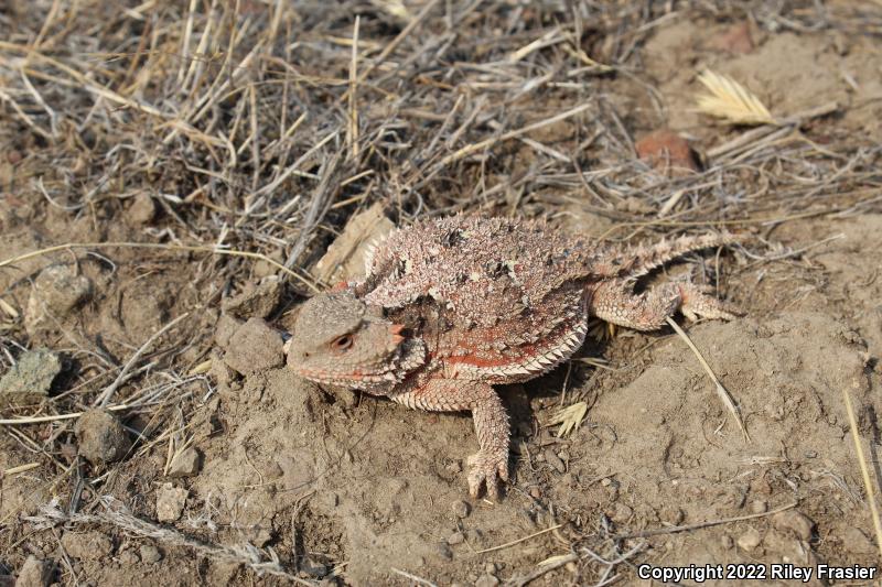 Greater Short-horned Lizard (Phrynosoma hernandesi)