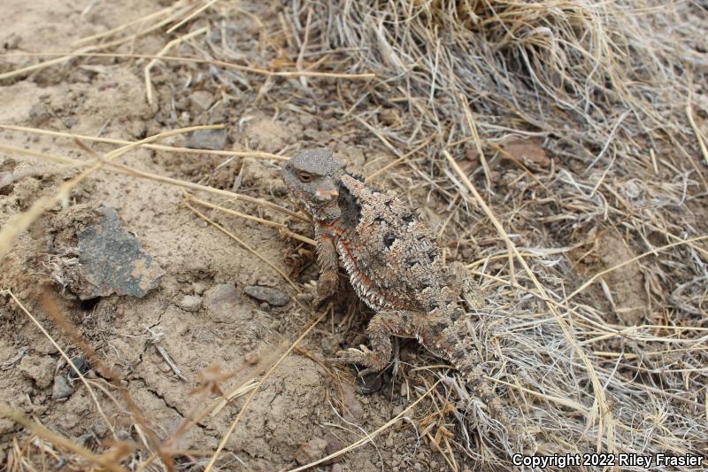 Greater Short-horned Lizard (Phrynosoma hernandesi)