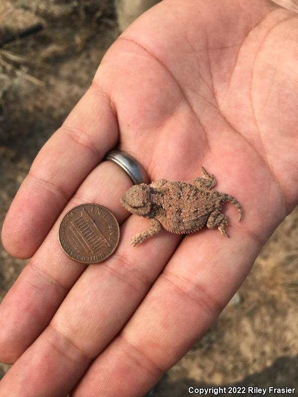 Greater Short-horned Lizard (Phrynosoma hernandesi)