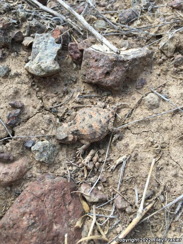 Greater Short-horned Lizard (Phrynosoma hernandesi)