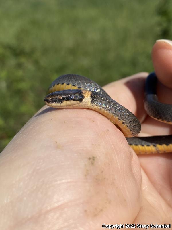 Ring-necked Snake (Diadophis punctatus)