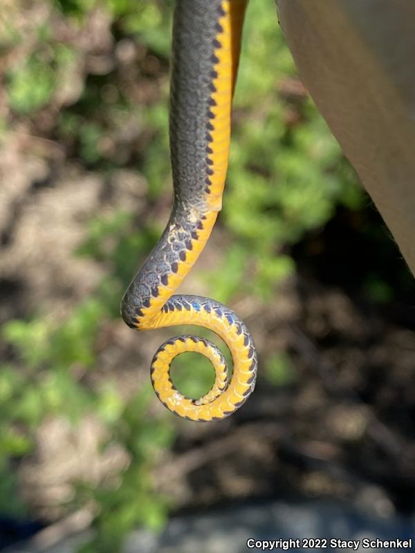 Ring-necked Snake (Diadophis punctatus)