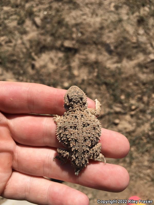 Pygmy Short-horned Lizard (Phrynosoma douglasii)