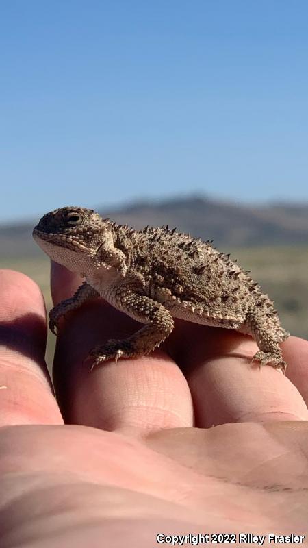 Pygmy Short-horned Lizard (Phrynosoma douglasii)