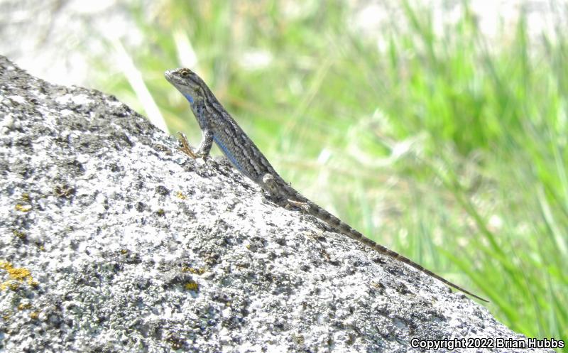 Southern Sagebrush Lizard (Sceloporus graciosus vandenburgianus)