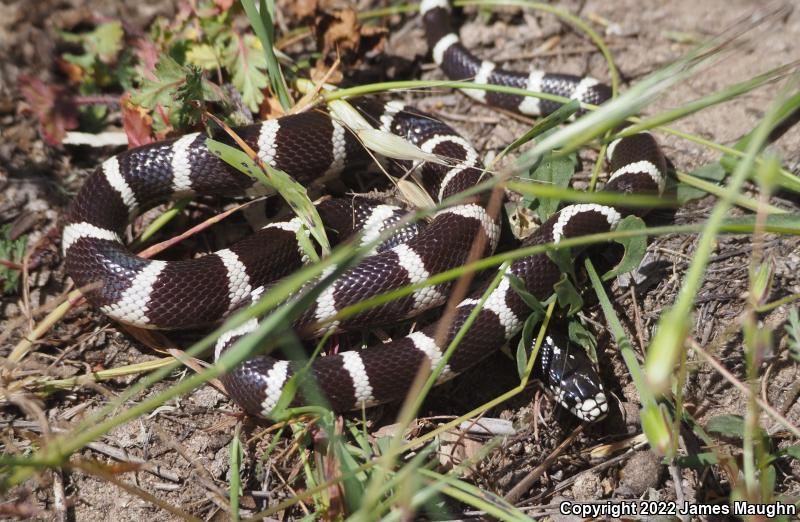 California Kingsnake (Lampropeltis getula californiae)