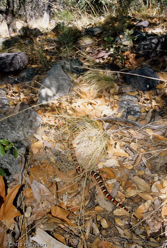 Sonoran Mountain Kingsnake (Lampropeltis pyromelana)