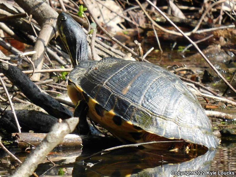 Yellow-bellied Slider (Trachemys scripta scripta)