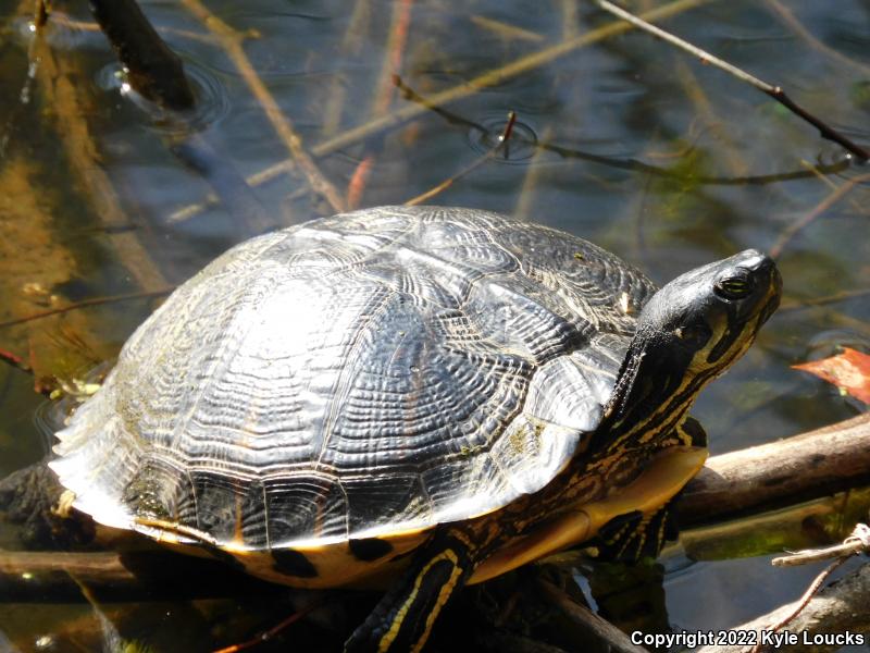 Yellow-bellied Slider (Trachemys scripta scripta)