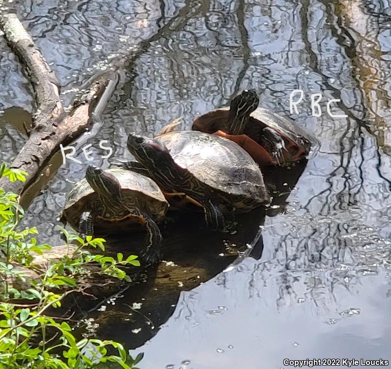 Northern Red-bellied Cooter (Pseudemys rubriventris)