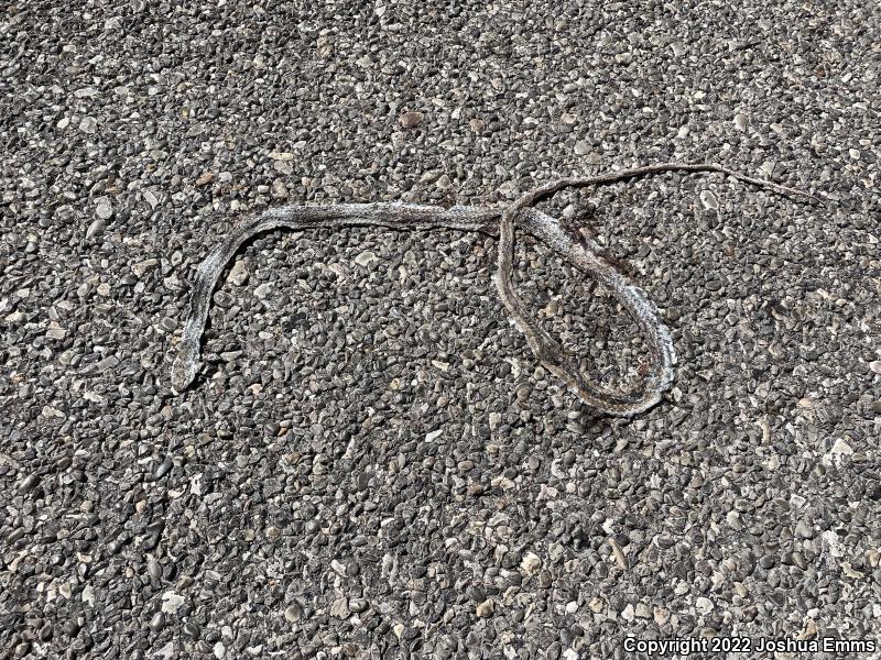 Desert Striped Whipsnake (Coluber taeniatus taeniatus)