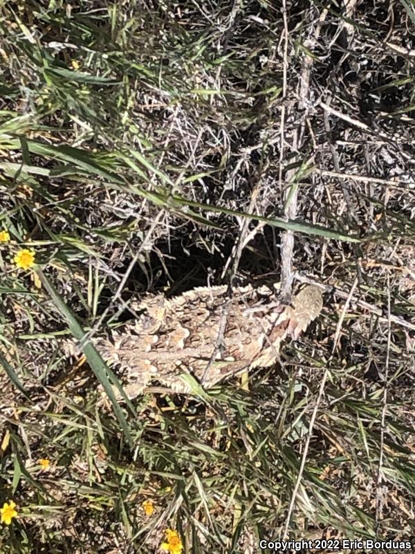 Blainville's Horned Lizard (Phrynosoma blainvillii)