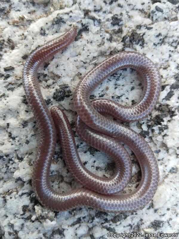 Western Threadsnake (Leptotyphlops humilis)