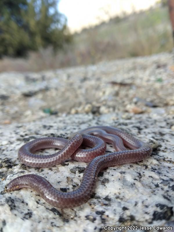 Western Threadsnake (Leptotyphlops humilis)