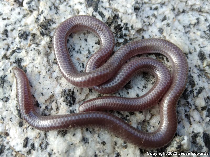 Western Threadsnake (Leptotyphlops humilis)