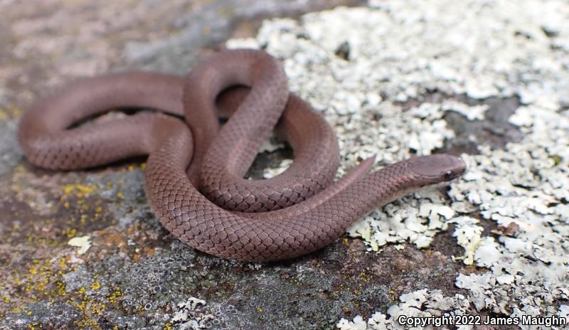 Forest Sharp-tailed Snake (Contia longicaudae)