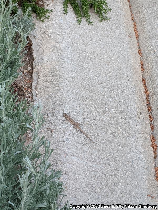 Western Long-tailed Brush Lizard (Urosaurus graciosus graciosus)