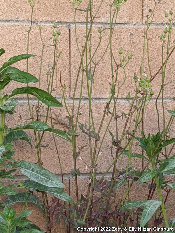 Western Long-tailed Brush Lizard (Urosaurus graciosus graciosus)