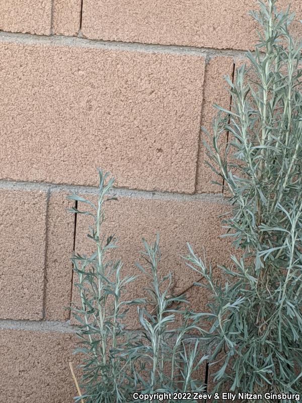 Western Long-tailed Brush Lizard (Urosaurus graciosus graciosus)