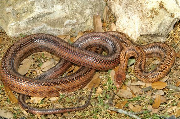 Baird's Ratsnake (Pantherophis bairdi)