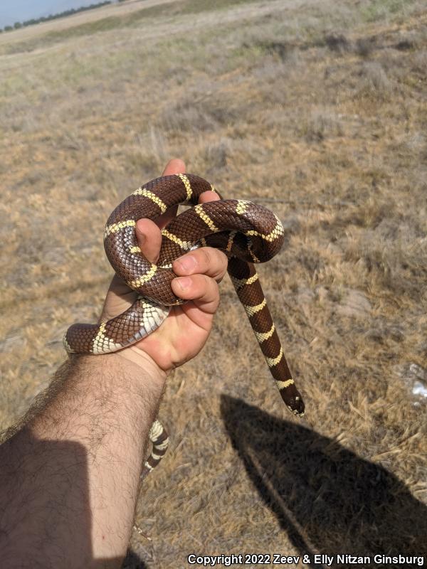 California Kingsnake (Lampropeltis getula californiae)