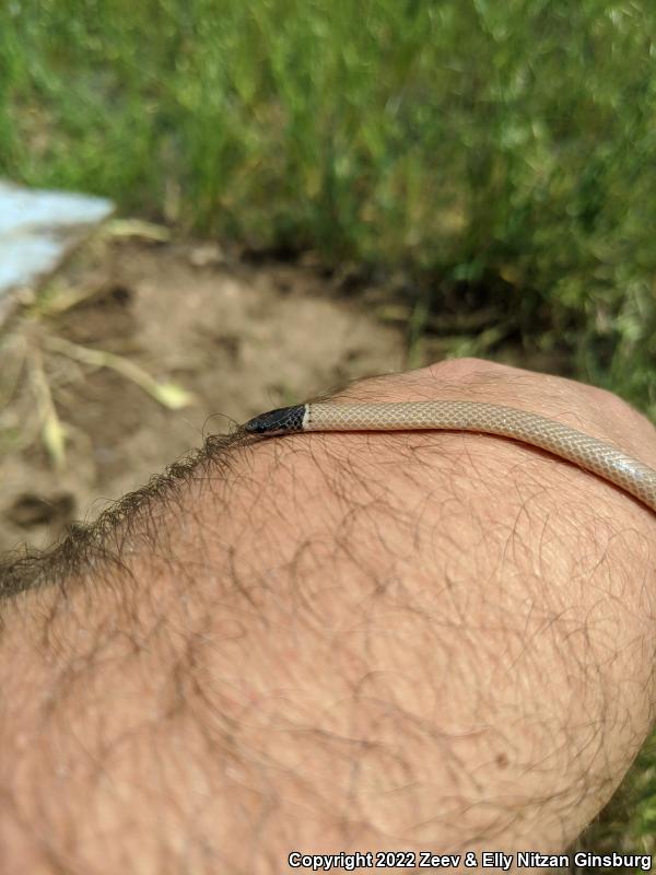 Western Black-headed Snake (Tantilla planiceps)