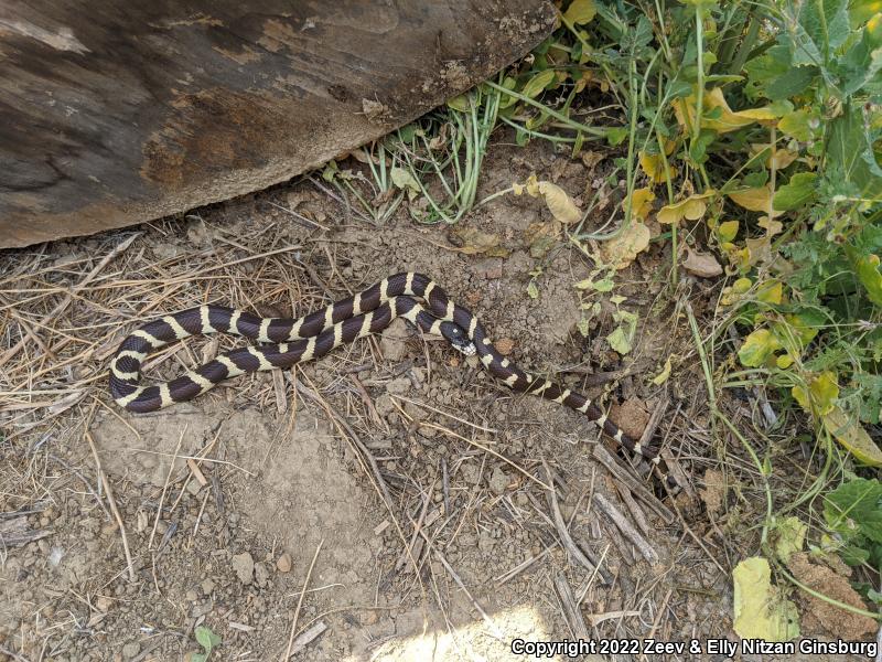 California Kingsnake (Lampropeltis getula californiae)