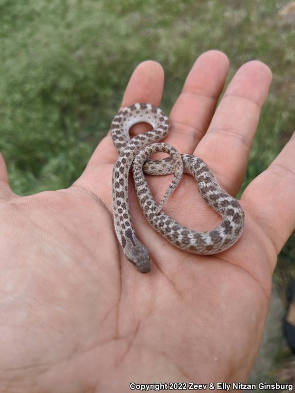 San Diego Nightsnake (Hypsiglena ochrorhyncha klauberi)