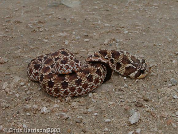 Mexican Hog-nosed Snake (Heterodon kennerlyi)