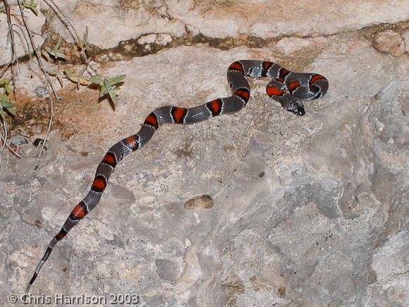 Gray-banded Kingsnake (Lampropeltis alterna)