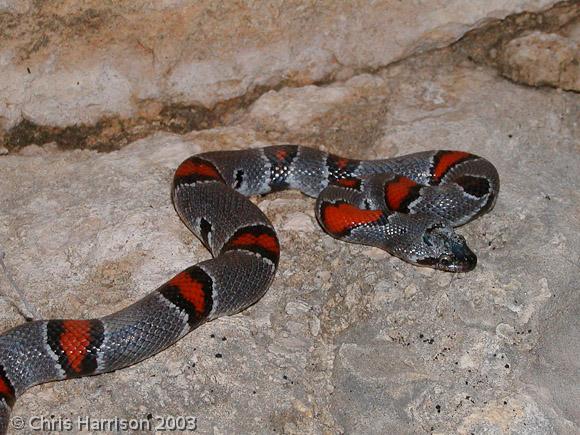 Gray-banded Kingsnake (Lampropeltis alterna)