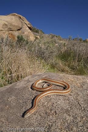 Desert Rosy Boa (Lichanura trivirgata gracia)