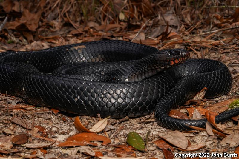 Eastern Indigo Snake (Drymarchon couperi)