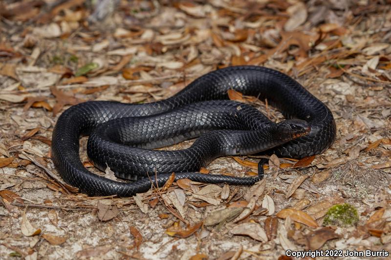 Eastern Indigo Snake (Drymarchon couperi)